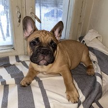 Мои французята.