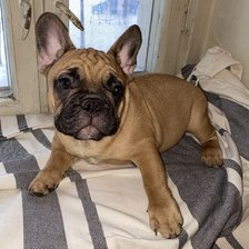 Схема вышивки «Гарфилд Беньвенью»