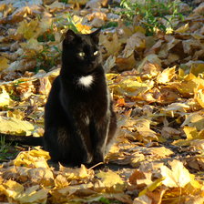 Схема вышивки «Осень»