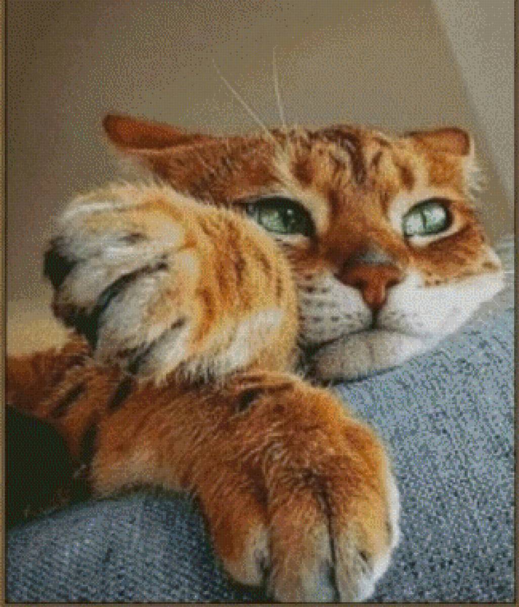 Рыжий кот - рыжий кот - предпросмотр