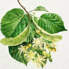 Схема вышивки «Липовый цвет»