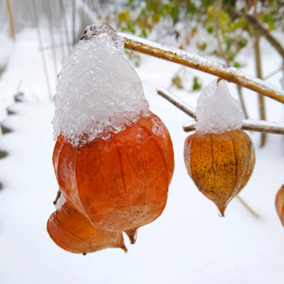 Первый снег - снег, цветы, природа - оригинал