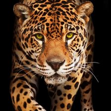 Схема вышивки «Леопард»