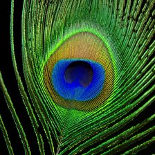 Схема вышивки «Перо павлина 2»