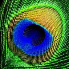 Схема вышивки «перо павлина 5»