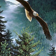 Схема вышивки «Парящий орлан»