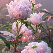 Схема вышивки «Розовые цветы»