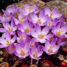 Схема вышивки «Весенние цветы»