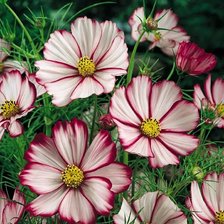 Схема вышивки «Цветы космея»