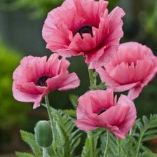 Схема вышивки «Маки»