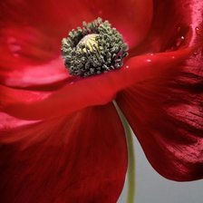 Схема вышивки «Мак»