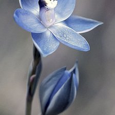 Схема вышивки «Цветы»