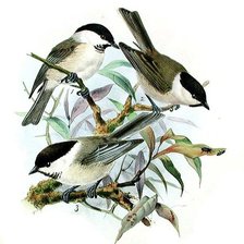 Схема вышивки «№2630698»