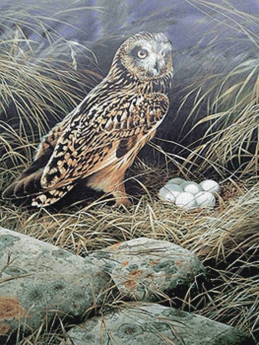 Совушкино гнездо - птица, сова - предпросмотр
