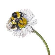 Схема вышивки «Шмель»