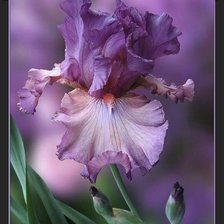 Схема вышивки «Ирис «Красавчик»»