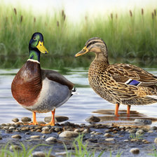 Схема вышивки «Уточка и селезень»
