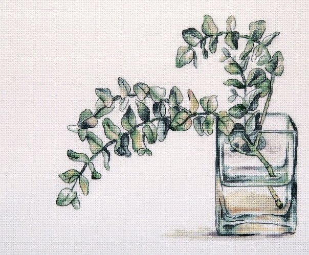 "PANNA" C-7281 "Эвкалипт" - эвкалипт - оригинал