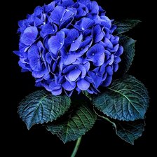 Схема вышивки «Гортензия»