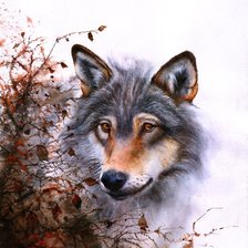 Волк. Акварель. Питер Уильямс