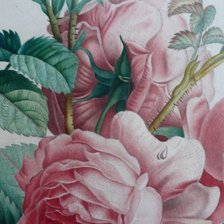 Схема вышивки «Розы»