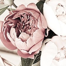 Схема вышивки «Пионы»