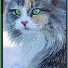 Схема вышивки «Красавчик»