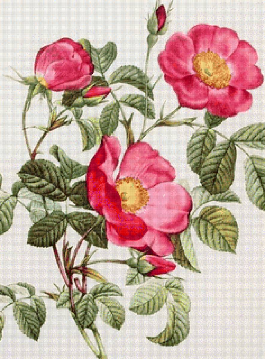 Шиповник - цветы, шиповник - предпросмотр