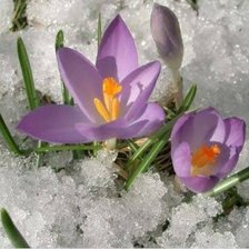 Схема вышивки «Цветы.»