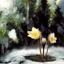 Схема вышивки «Цветы.»