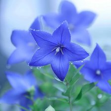 Схема вышивки «Цветы.»