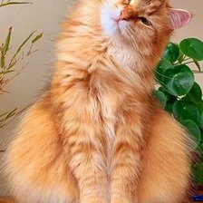 Схема вышивки «Котя.»