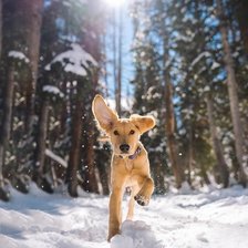 Схема вышивки «Прогулка.»