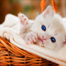 Схема вышивки «Котёнок»