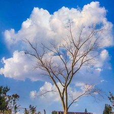 Схема вышивки «дерево»