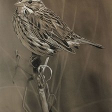 Схема вышивки «№2633662»