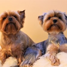 Схема вышивки «Dog»