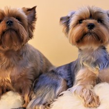 Схема вышивки «Dog2»