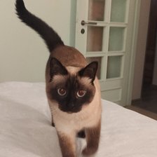 Схема вышивки «Kot»