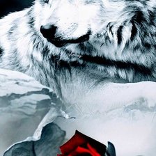 Схема вышивки «wolk»