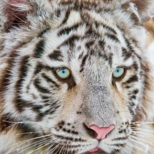 Схема вышивки «lowe»