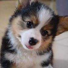 Схема вышивки «Щенок»