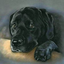 Схема вышивки «Пес»