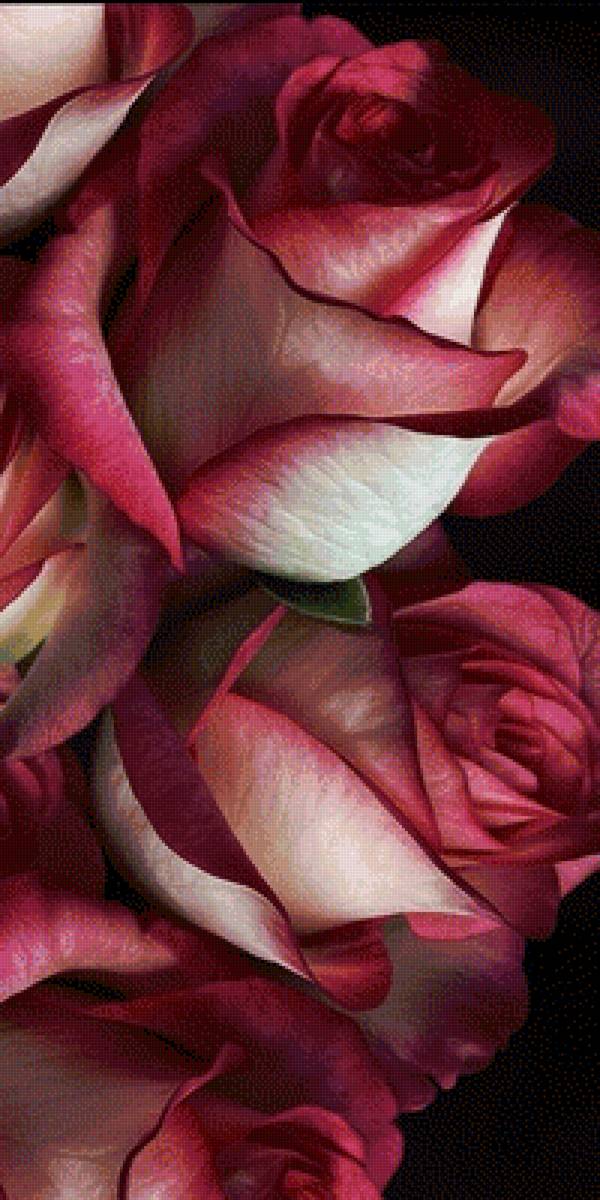 красавицы розы - растения, цветы, розы - предпросмотр