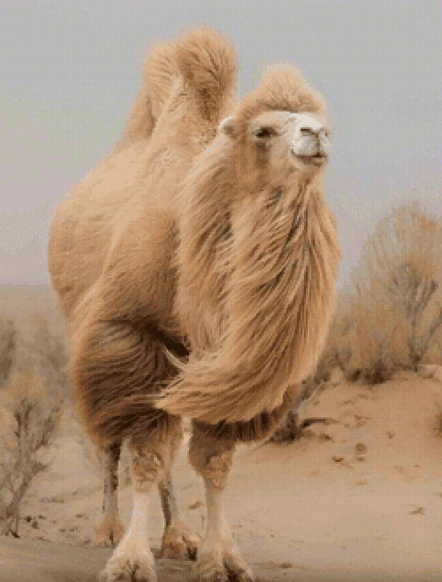 Верблюд - предпросмотр