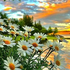 Схема вышивки «Ромашки»