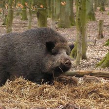 Схема вышивки «русский мишка»