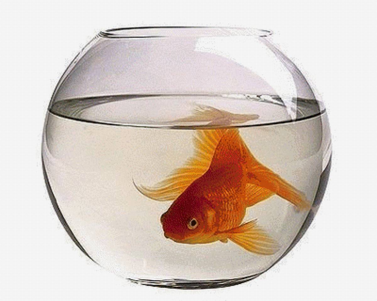 ,, золотая рыбка,, - золотая рыбка,  - предпросмотр