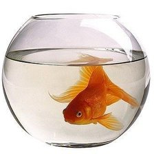 Схема вышивки «,, золотая рыбка,,»