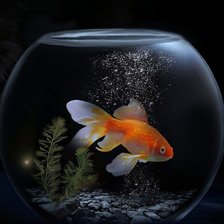 Схема вышивки «,, золотая рыбка,,»